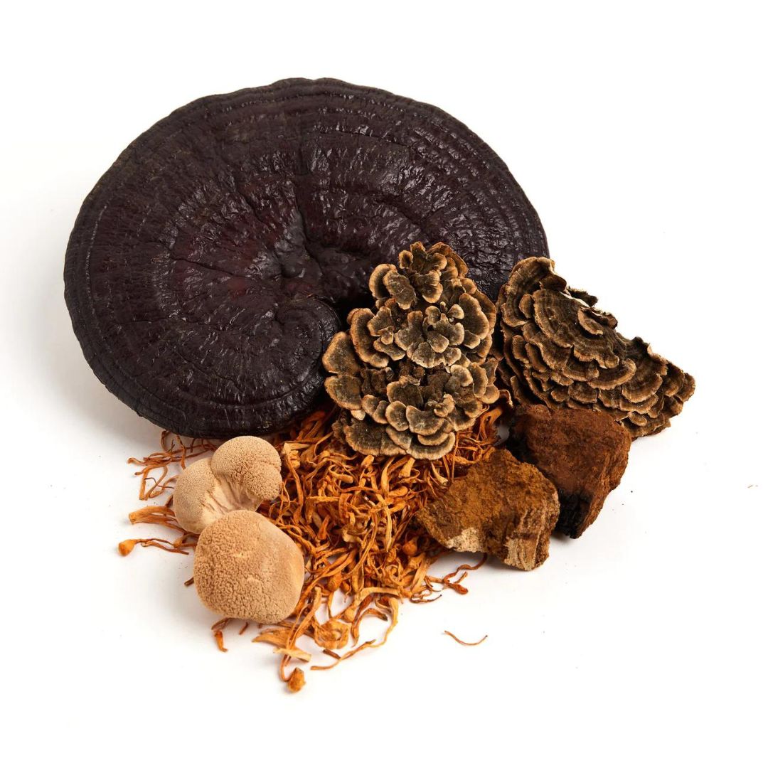 Plant Protein + Functional Mushrooms Vanilla