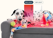 Beddie Pet Therapy Bed