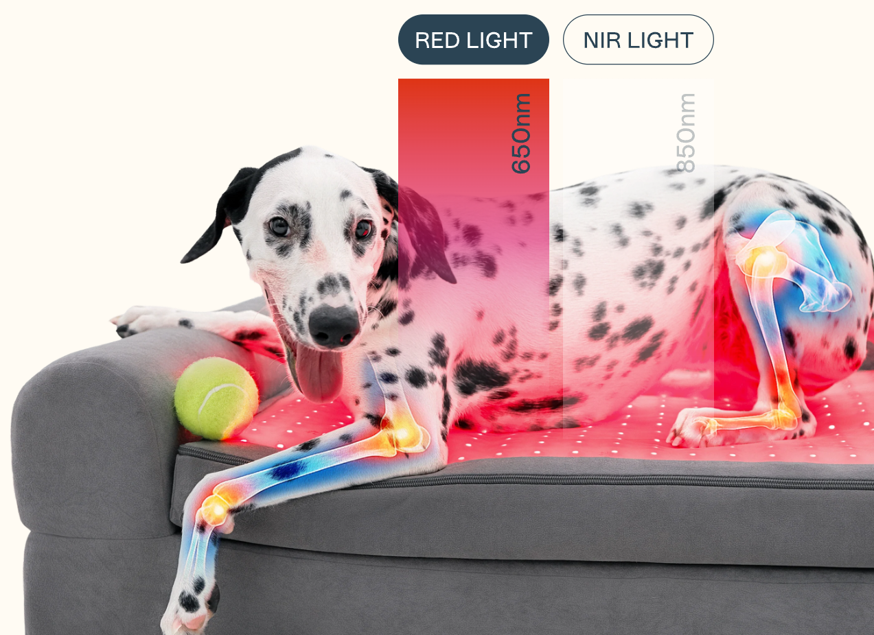 Beddie Pet Therapy Bed
