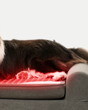 Beddie Pet Therapy Bed