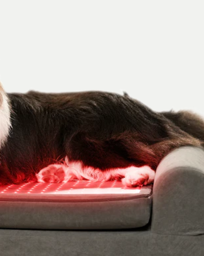 Beddie Pet Therapy Bed